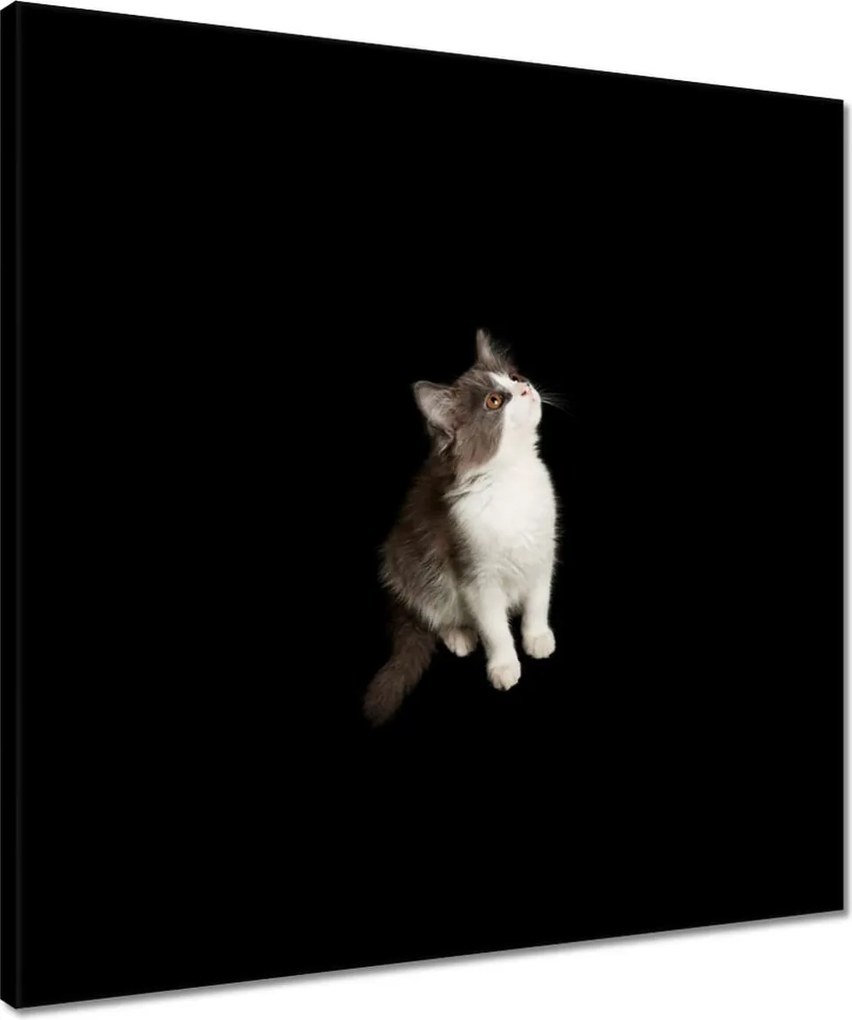 Vászonkép 50x50 Aranyos kis szürke cica