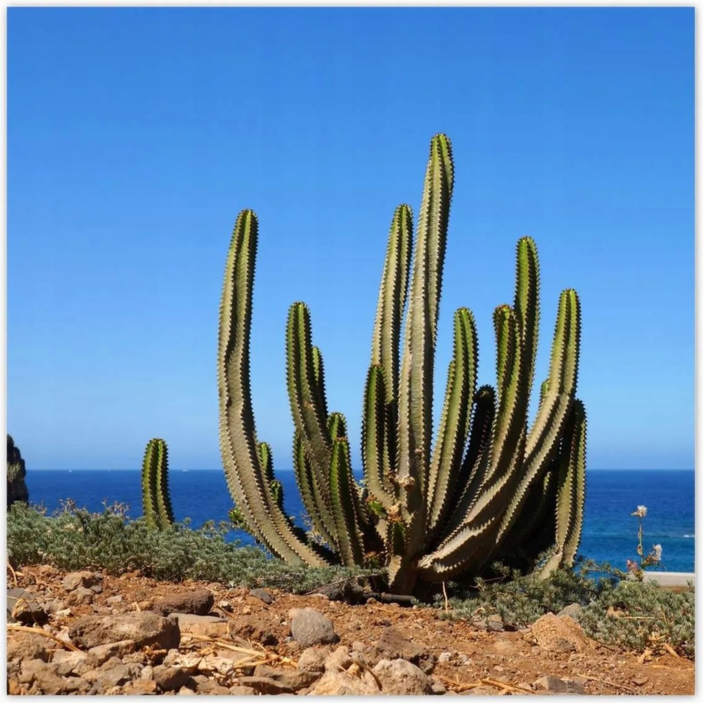 Poszterek 70x70 Kaktusz a természetben Kilátás