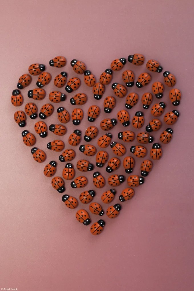 Poszter 20x30cm Szív katicabogár rózsaszín alapon, Assaf Frank