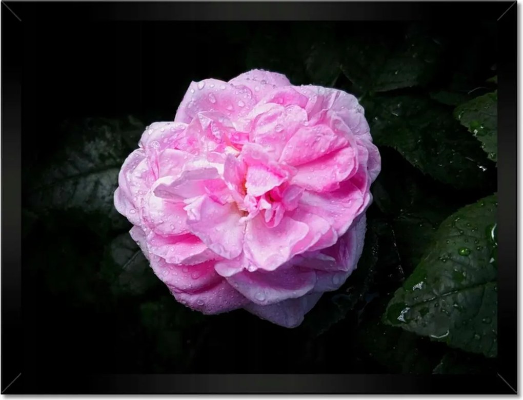 Poszterek keretben 40x30 Rózsaszín bazsarózsa cseppekkel