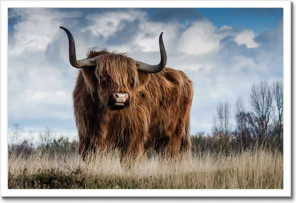 Poszter keretben 60x40 Skót tehén felvidéki szarv