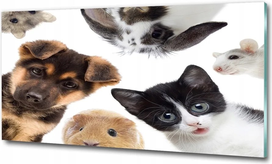 Fotó-üvegkép Háziállatok 125x50
