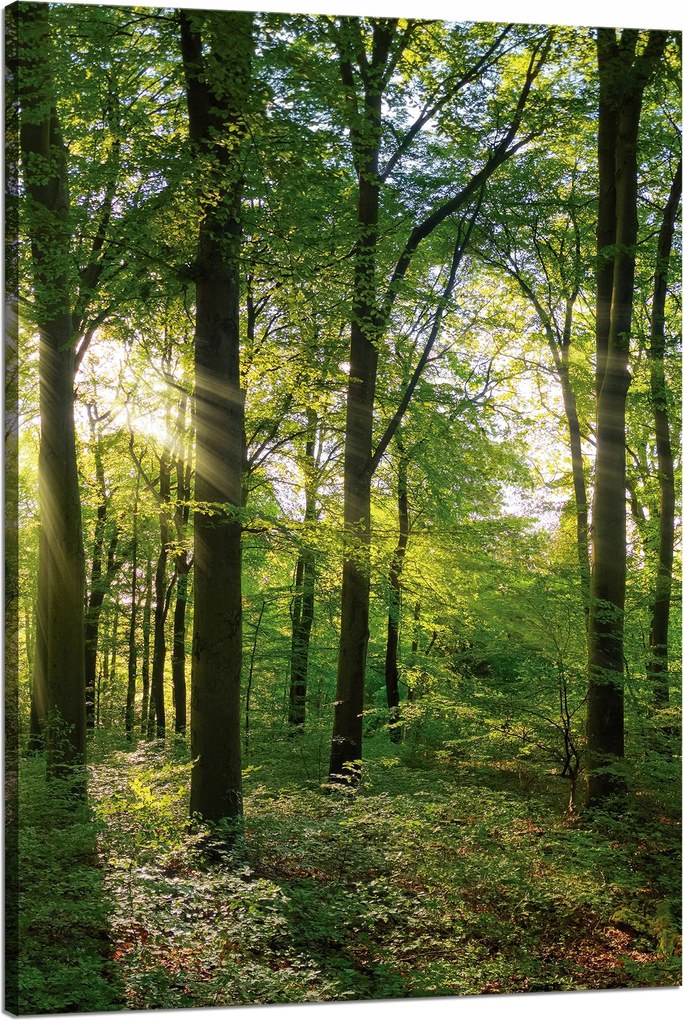 Vászonkép Nap Erdő Fák Fénysugarak 80x120 cm
