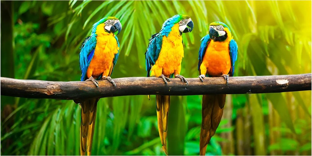 Fotó-üvegkép Papagájok az ágon 140x70