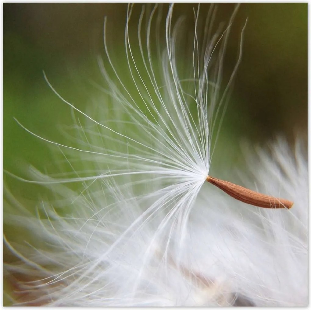 Poszterek 100x100 Pitypang Virág Virágok