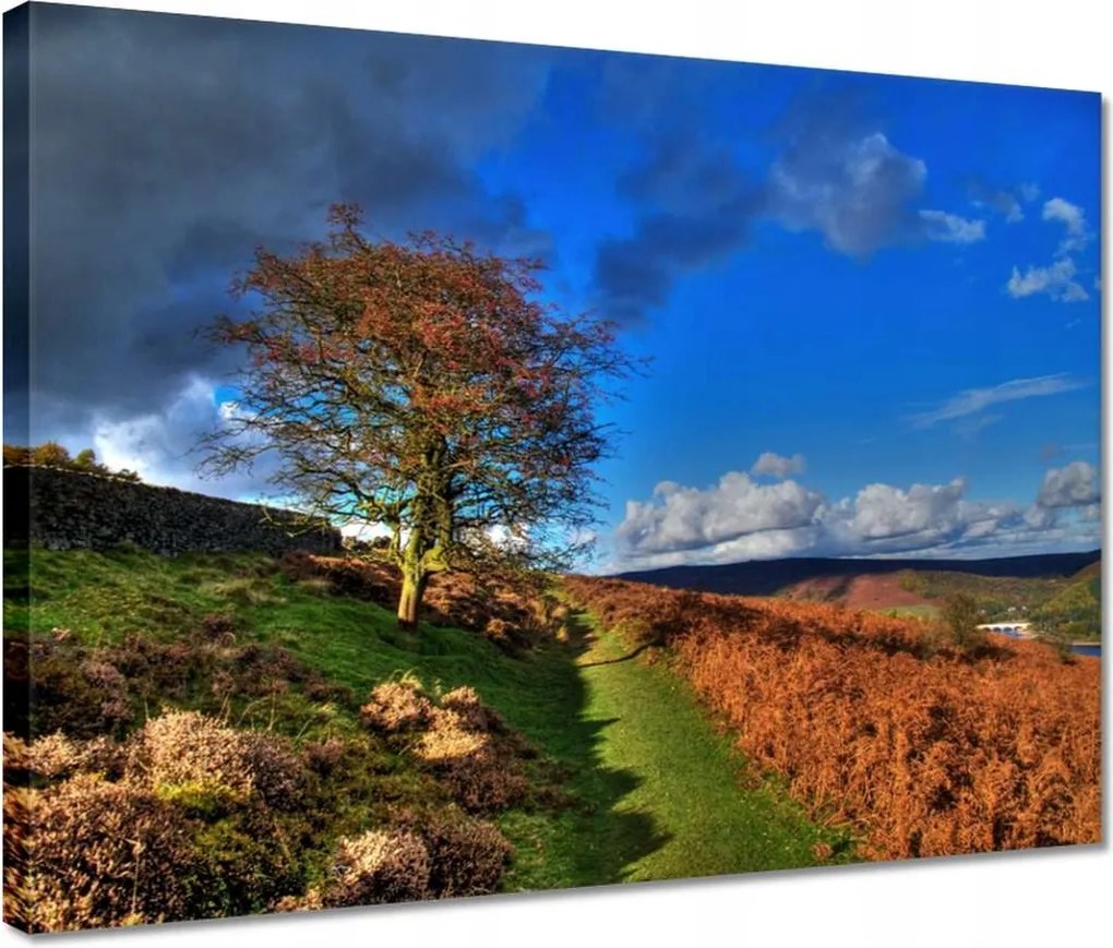 Vászonkép 40x30 Fa a láthatáron