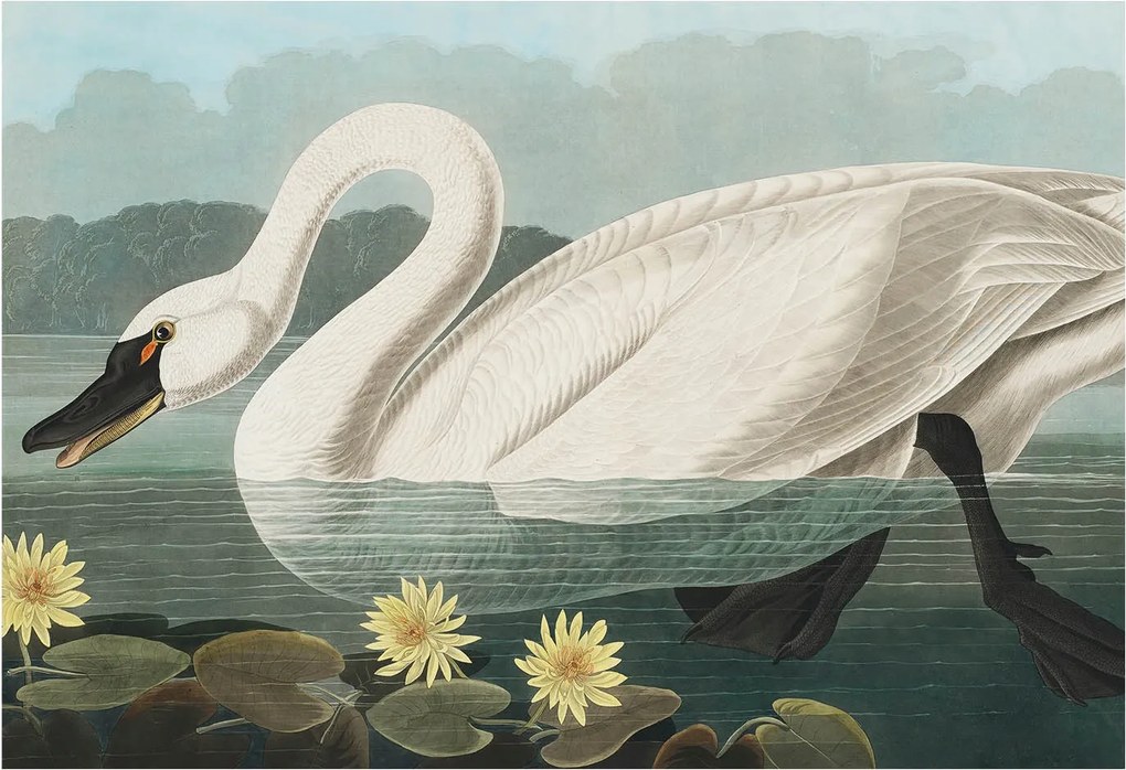 Divatos 3D Fali Tapéta Hattyú és nenufary 152x104 Ragasztóval