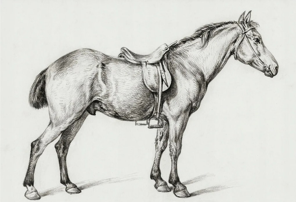 Flizelin fotótapéta Flizelin Design Ló vázlat 152x104 Ragasztó