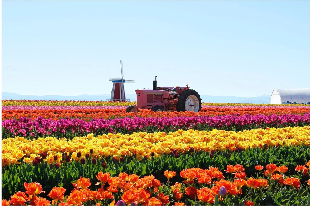Tulipánfarm képe (90x60 cm)