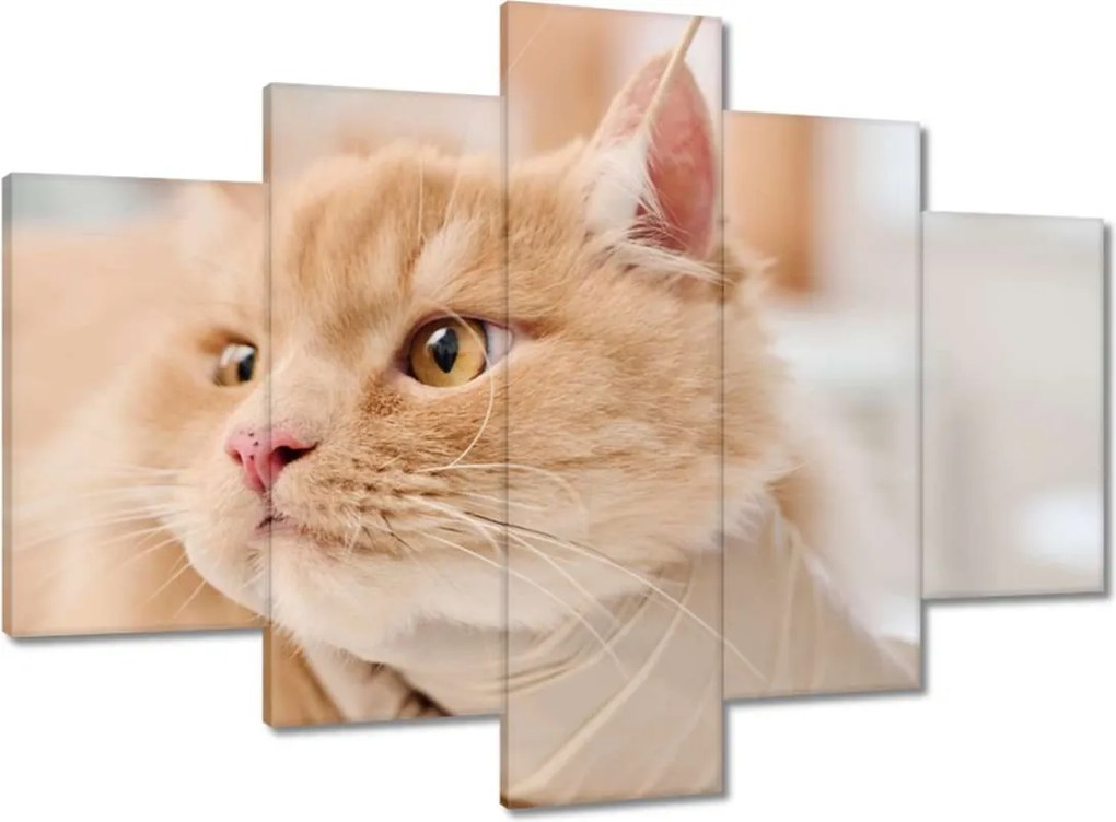 Képek 150x105 Az orvos tisztítja a macska fülét