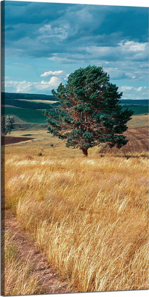 Vászonkép Gabonamező Természet Felhők Tájkép 60x120 cm