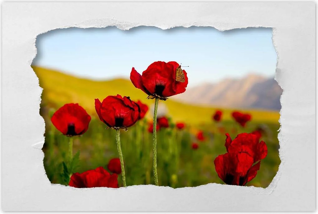 Poszterek 90x60 Piros pipacs Virágok Hegyek