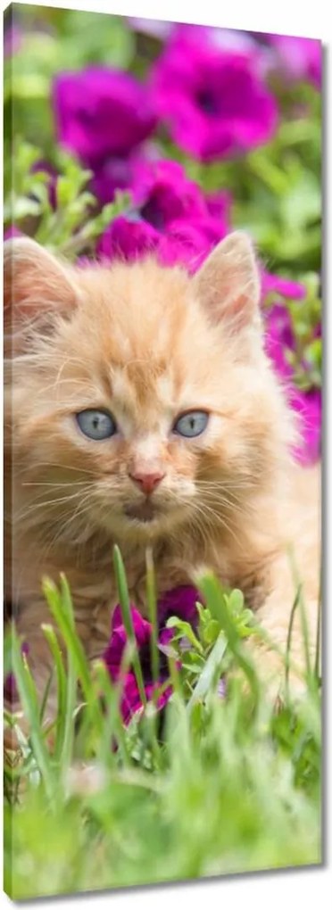 Vászonkép 40x100 Cica Cicák Macskák