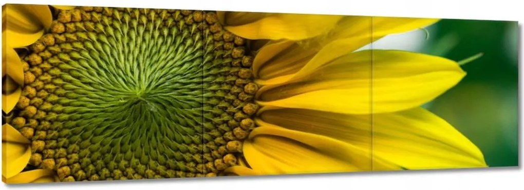 Vászonkép 90x30 Napraforgó Virág