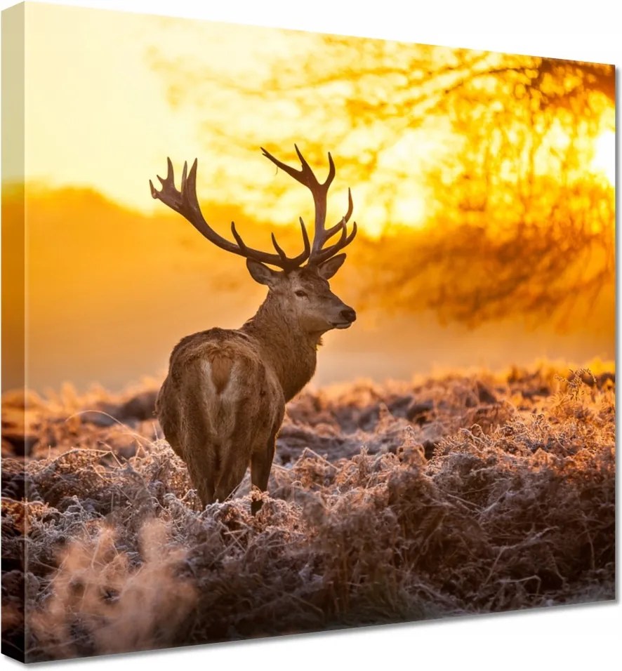 Vászonkép 70x70 Szarvas naplementekor