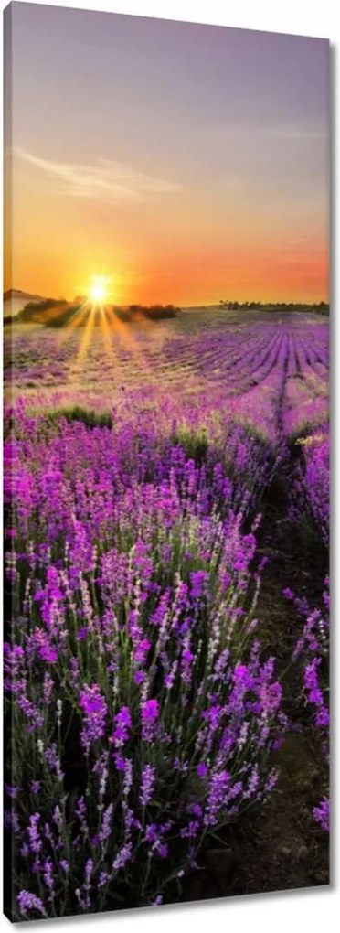 Vászonkép 40x100 Levendula rét