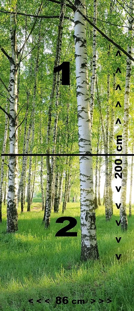 Fotótapéta ajtóra BIRCH GROVE 86x200 cm