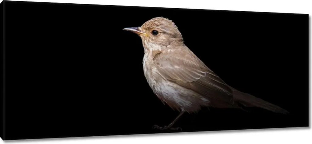 Vászonkép 100x40 Kis veréb madár
