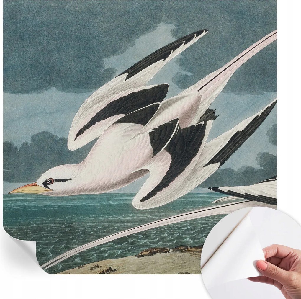 Divatos öntapadós fali tapéta Madarak a tengerparton 250x250 cm