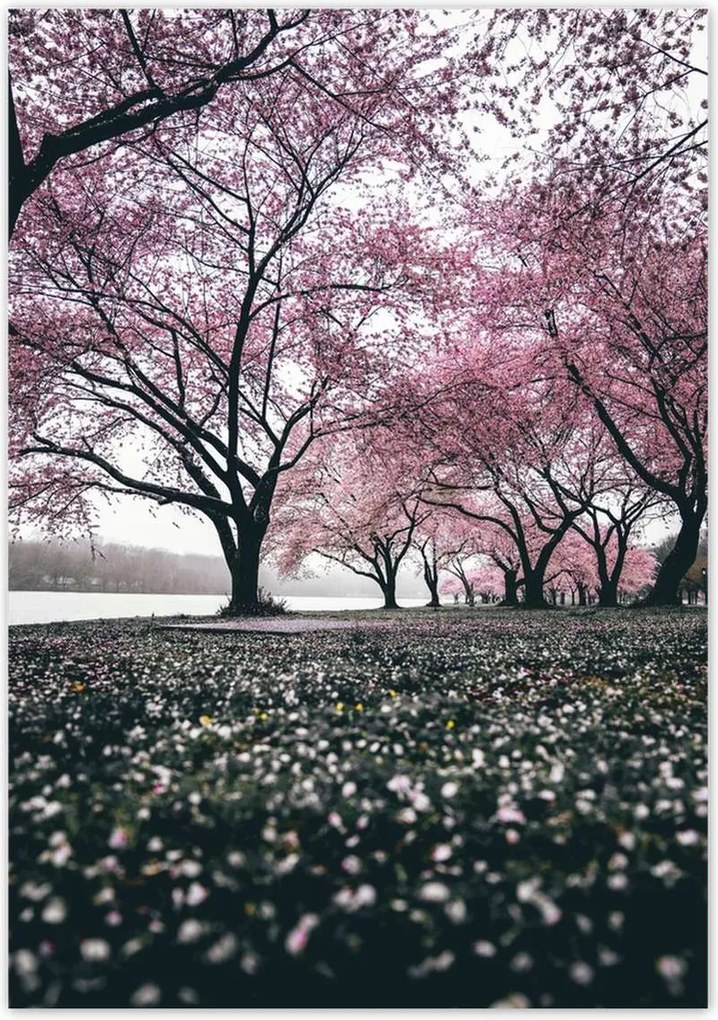 Poszterek 70x100 Fa Kilátás