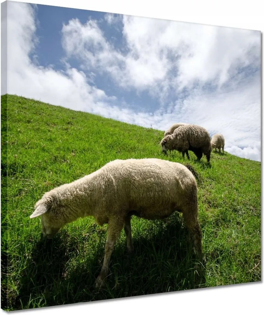 Vászonkép 40x40 Bárányok a legelőn