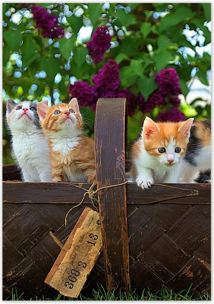 Poszterek 70x100 Cica Cicák