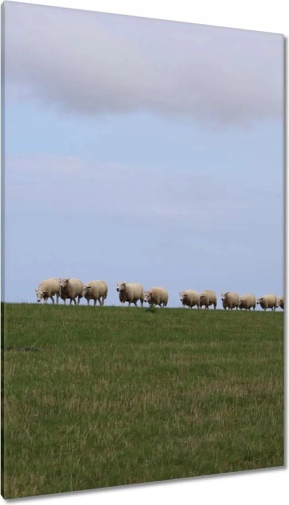 Vászonkép 80x120 Juh legeltetés Bárányok Juhok