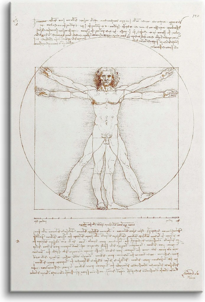 Leonardo Da Vinci reprodukció Vászonkép Vitruvius ember 60x90