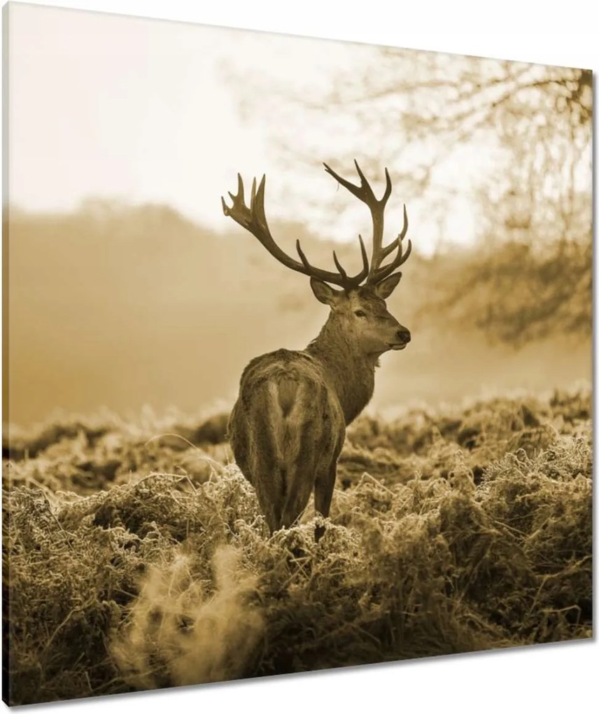 Vászonkép 80x80 Szarvas az erdőben
