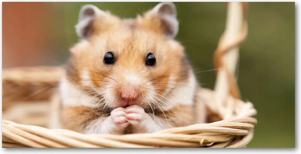 Fotó-üvegkép Hörcsög a kosárban 140x70