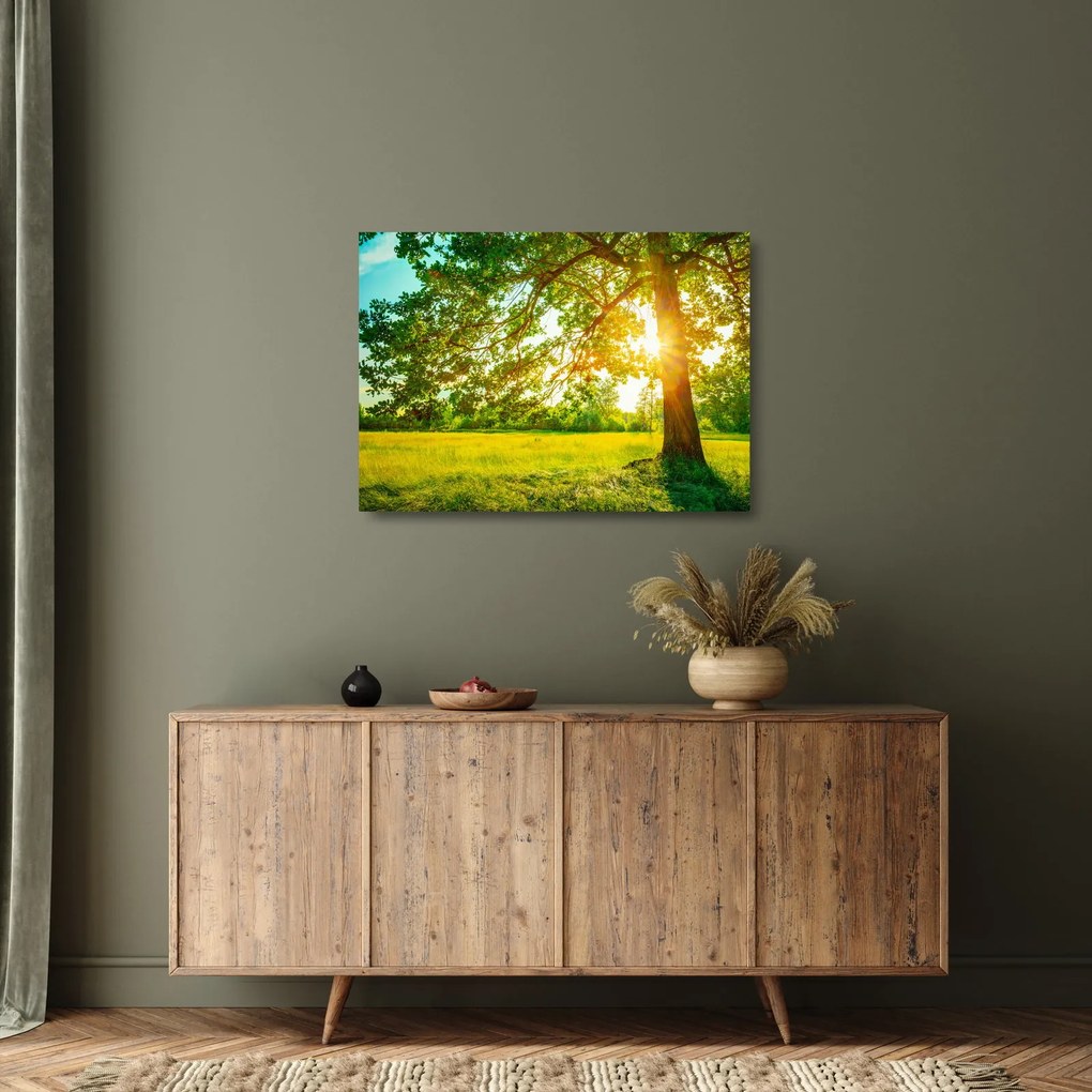 Üveg kép - Sunny Forest (70x50 cm)