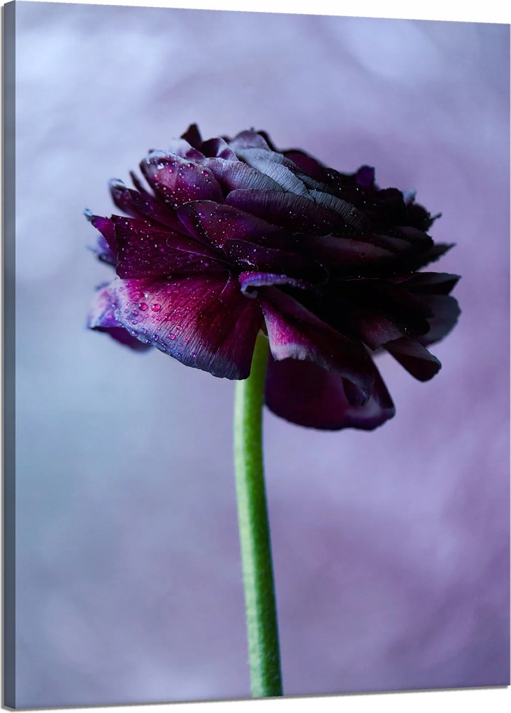 Botanika Vászonkép Lila virág 50x70 cm