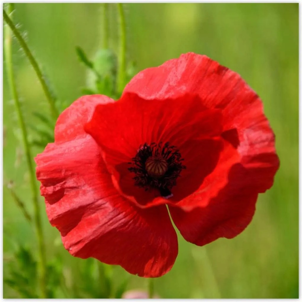 Poszterek 100x100 piros mezei pipacs