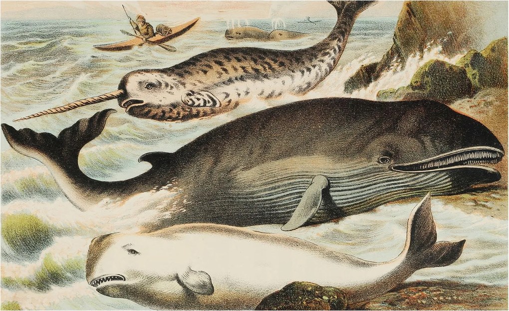 Fali fotótapéta Flizelin a szobába Tengeri óriások 416x254 Ragasztó