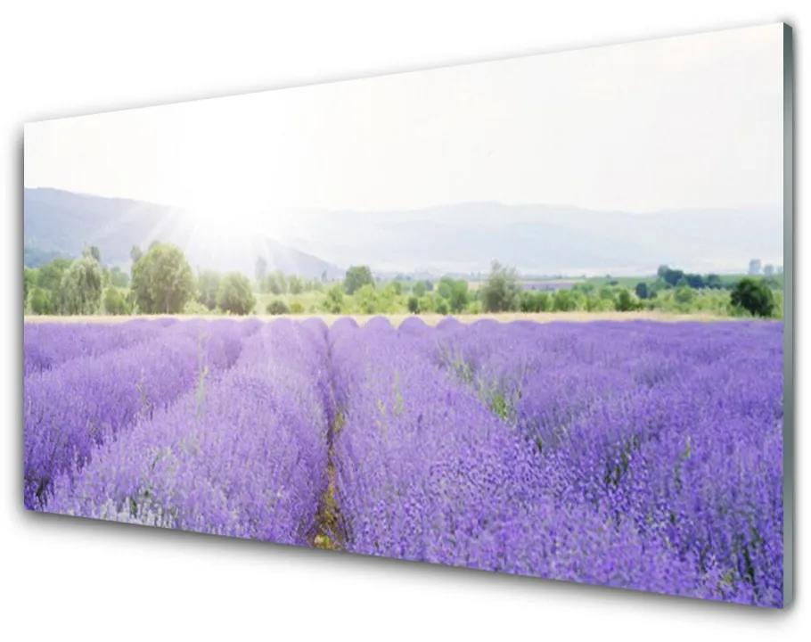 Üvegfotó Lavender Field Mező Természet 125x50 cm