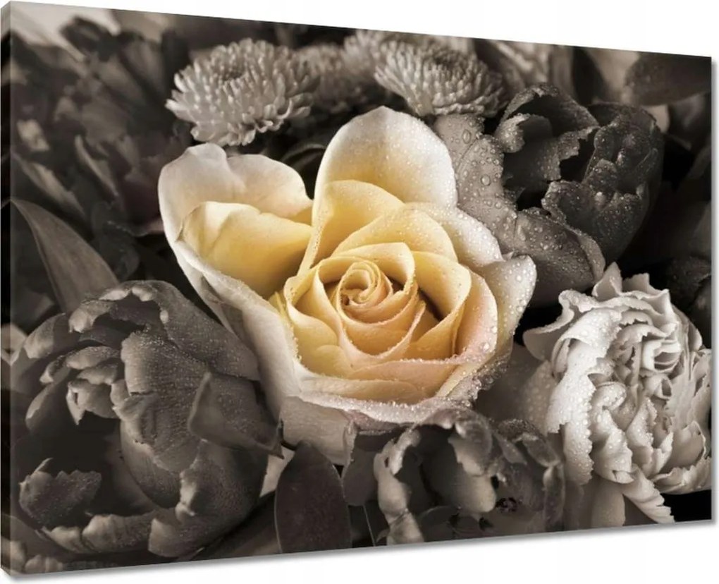 Vászonkép 70x50 Tearózsa