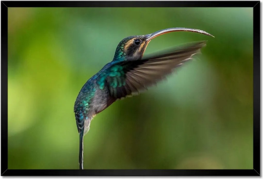 Poszterek keretben 60x40 Madarak