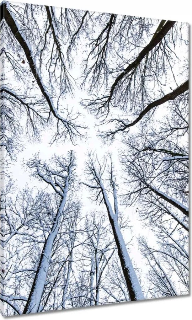 Vászonkép 70x100 Fa Kilátás