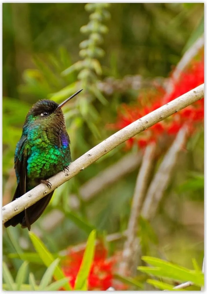 Poszterek 70x100 Madarak