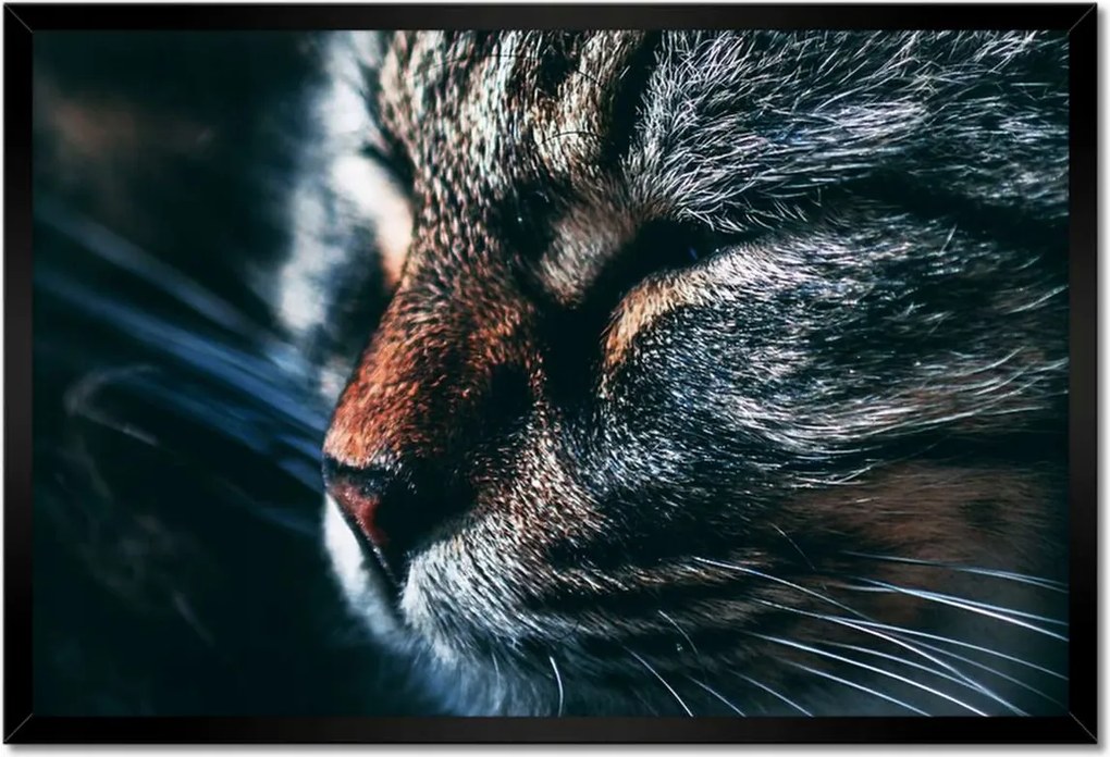 Poszterek keretben 60x40 Cica Cicák