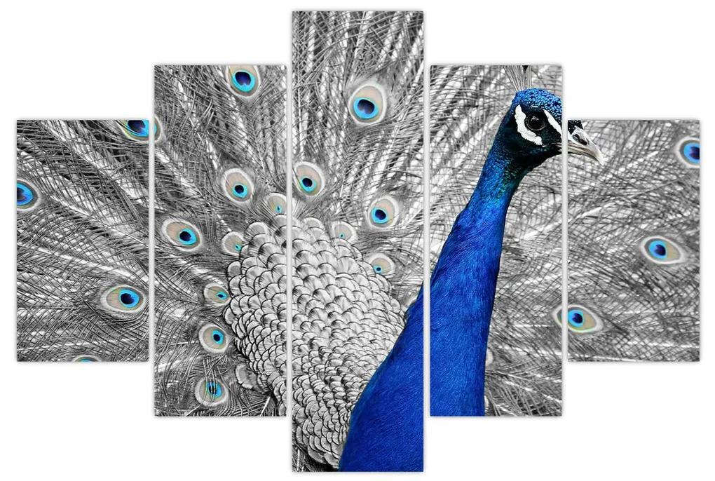 Kék páva képe (150x105 cm)