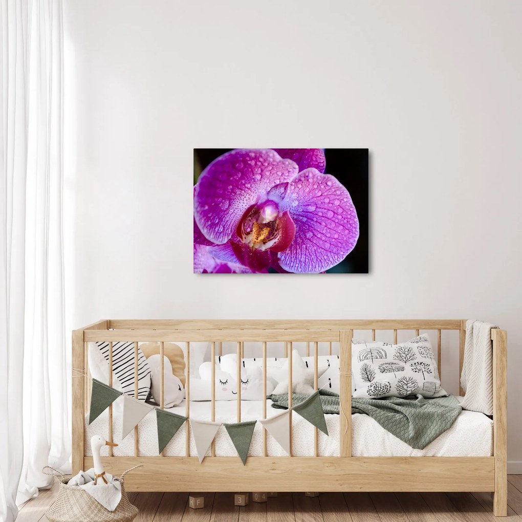 Részletes kép az orchidea virágról (70x50 cm)