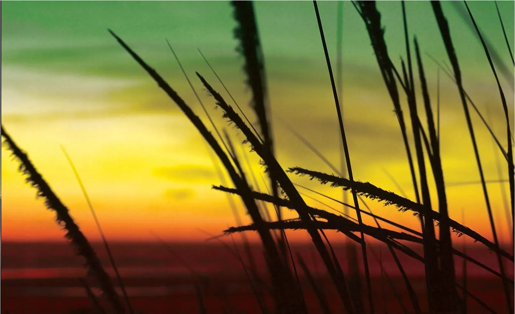 Fotótapéta Naplemente természet sziluett fű színátmenetes 254x184 +ragasztó