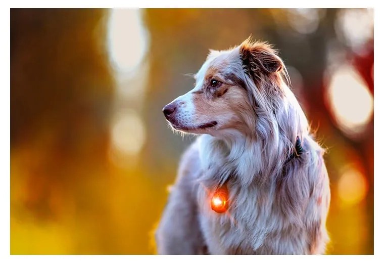 LED fény nyakörvre Amber - Orbiloc