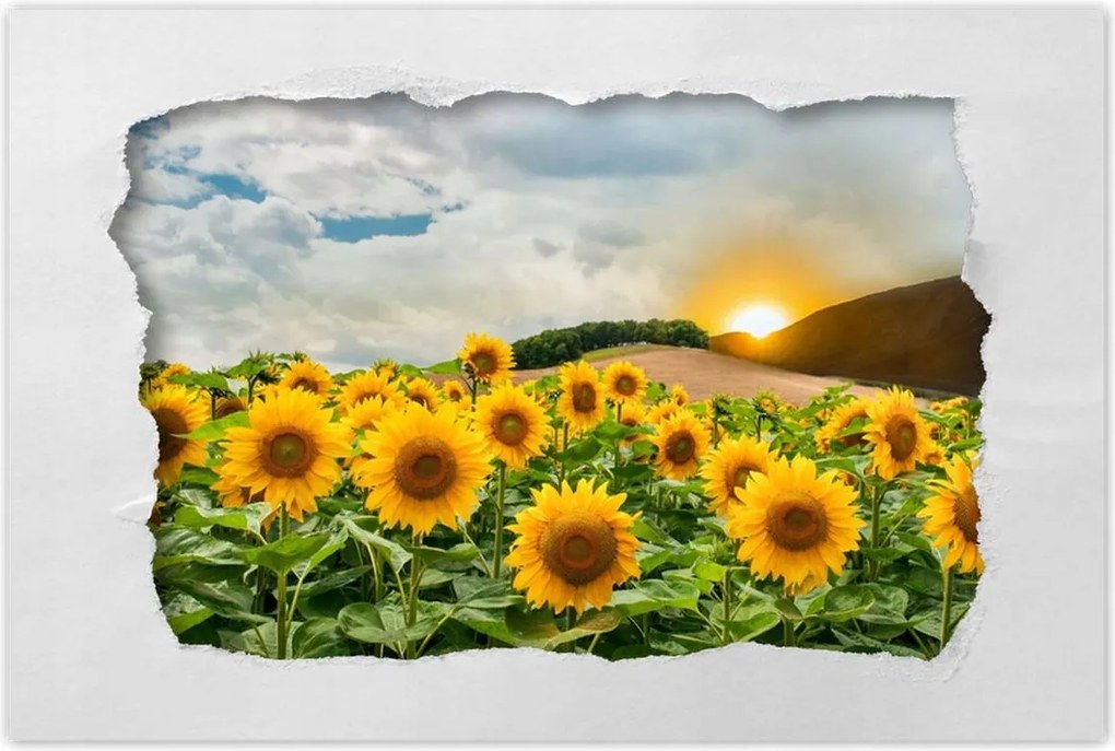 Poszterek 120x80 Tájkép Napraforgók