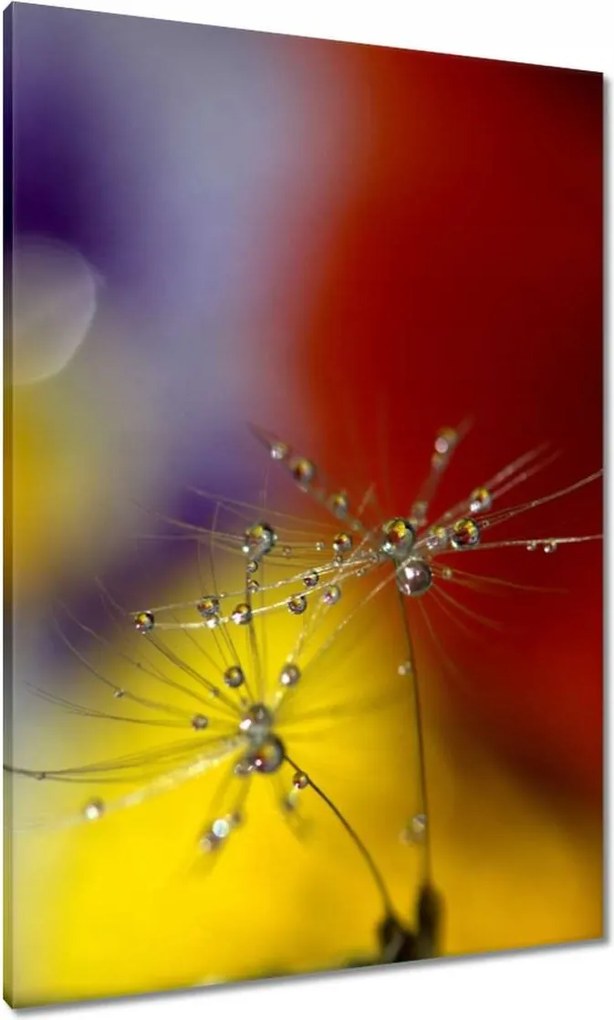 Vászonkép 70x100 Pitypang Virág Virágok