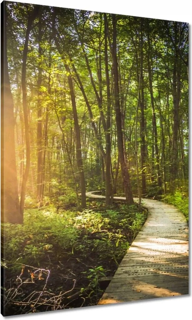 Vászonkép 70x100 Napsugár a sétán