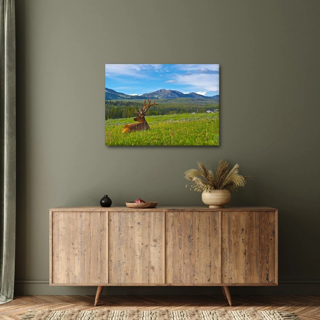 Kép - Szarvas a réten (70x50 cm)