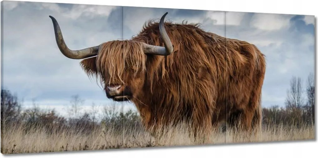 Vászonkép 150x70 Felvidéki fajta tehén