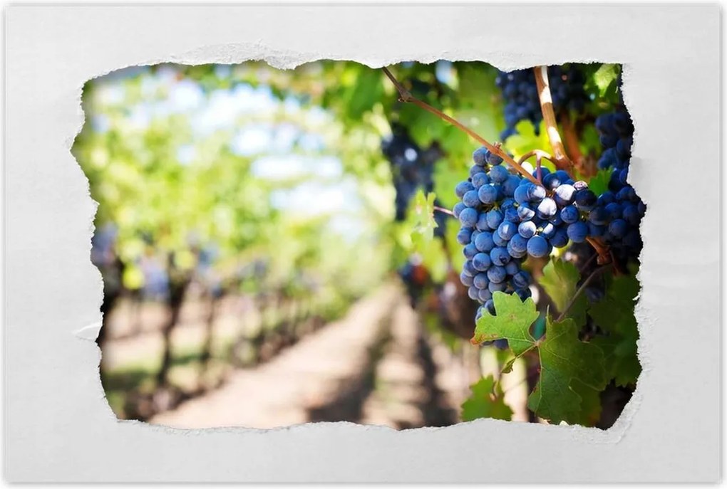 Poszterek 90x60 Szőlőbirtok napsütésben